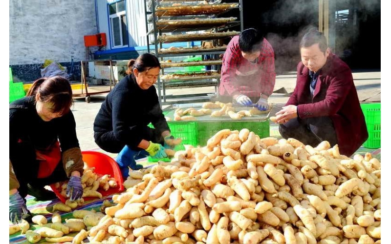 西安新聞網(wǎng)：漢中迎來天麻“豐收季”